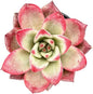 Sprout N Green Echeveria Japanese Pink Cherry, Live Rare Succulent Potted 2" Planter, Real House Plant for Party Favors Home Indoor Outdoor Garden Wedding Decoration DIY Projects