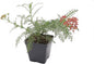 Greenwood Nursery: Live Perennial Plants - Achillea New Vintage Red Yarrow - [Qty: 1x Pint Pot] - (Click for Other Available Plants/Quantities)