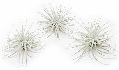 Large Tectorum Ecuador Air Plant - Live Tillandsia Succulent House Plants - Available in Wholesale and Bulk - Home and Garden Decor - Easy Care Indoor and Outdoor Plants (Large-1 PC)