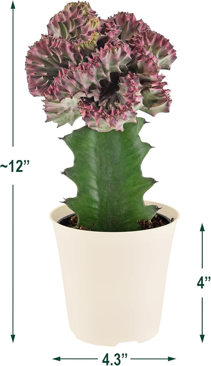 Arcadia Garden Products Live Mermaid Tail Cactus Indoor Houseplant in Plastic Pot, Euphorbia lactea Cristata Crested Coral Succulent Plant Gift for Home and Garden Decor, 4-inch, Light Purple