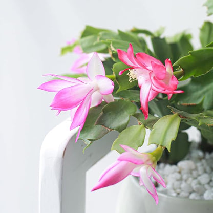 Christmas Cactus Thanksgiving Cactus (4 inch + Clay Pot) - Red/Pink/White Zygocactus - Holiday Decorating with Cacti and Succulents - Christmas Gift Ideas 2025