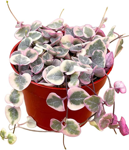 Succulents Plants Live 2inch Live Mini Succulent Plants, Easy Care House Plants Rooted in Succulent Soil Mix, by The Succulent Cult (Variegated String of Hearts, 4 Inch)