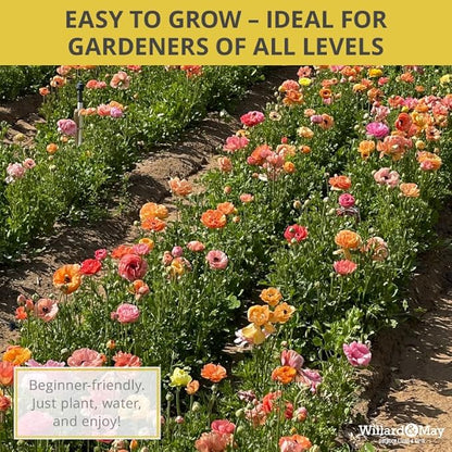 25 Pastel Mixed Ranunculus Bulbs Spring Planting - Buttercup Color Mix Value Bag - Plant in Gardens, Borders & Flowerbeds - Easy to Grow Flowers Bulbs by Willard & May
