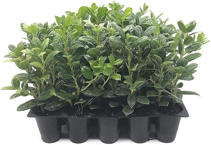 Dwarf Burford Holly - 30 Live Plants - Ilex Burfordi Evergreen Hedge Red Berries Tree Shrub