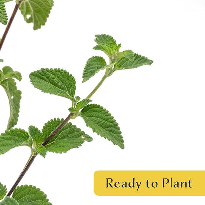 3 Lavender Lantana in 2.5” Nursery Cubes (Lantana montevidensis) | Trailing Live Evergreen Shrub for Containers & Landscapes | Ready-to-Plant Live Starter Plants