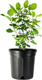 Viburnum Spring Bouquet | 3 Large Gallon Size Pots | Viburnum Tinus | Compact Evergreen Shrub with Fragrant Blooms | Ideal for Hedges & Borders