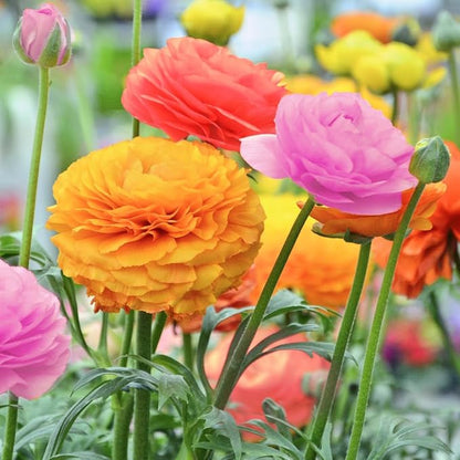 Amazing Deal (15 Pack) Double Dutch Buttercup Mixed Perennial Flower Bulbs - Magnificent Brightly Colored Double Blossom Rose-Like Flowers - Variety Ranunculus Pack - 1000's Sold
