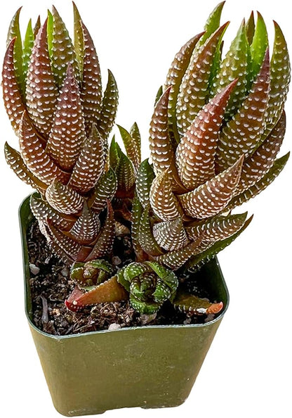 Sprout N Green Haworthia coarctata VAR. adelaidensis, Rare Live Succulent Plant Fully Rooted in 2inch Starter Pot, Home Office Indoor Outdoor Wedding Decoration DIY Projects Party Favor
