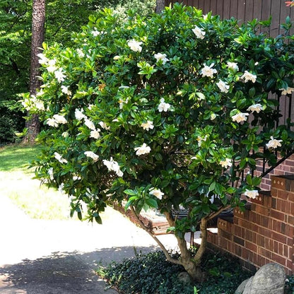 Gardenia Mystery - Gardenia Jasminoides. Hardy Evergreen Shrub with Large, Sweetly Fragrant White Flowers, Ideal for Landscaping and Container Gardening (2 Gardenia Mystery Plants in Cup)
