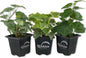 English Ivy Trio Variety - 3 Live Plants in 3 Inch Pots - Hedera Helix - Variegated, Golden, and Green English Ivy Indoor Houseplants