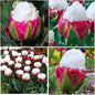 15 Ice Cream Tulip Bulbs for Fall Planting, Tulip Spring Flower Bulbs Perennial Outdoor, Colorful Blooms Groundcover Bulb