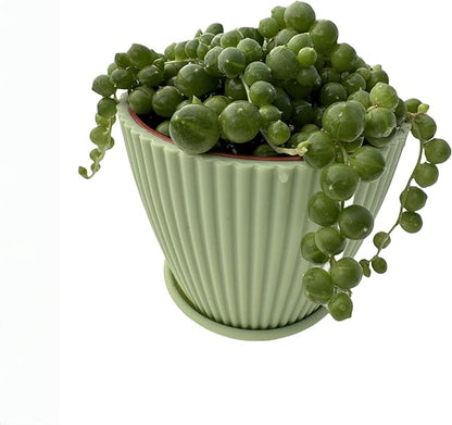 4" String of Pearls with Green Stripe Pot, Live Trailing Succulent House Plant for Home Office Wedding Hanging Decoration, DIY Projects, Party Favor