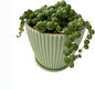 4" String of Pearls with Green Stripe Pot, Live Trailing Succulent House Plant for Home Office Wedding Hanging Decoration, DIY Projects, Party Favor