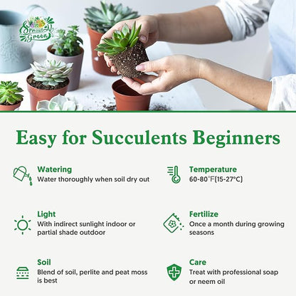 Sprout N Green 10 Assorted Succulents with Root, 10 Different Varieties Live Plants Collection, Without Plant Pot, Great for Gardener Beginner, DIY Projects, Wedding Party Favor
