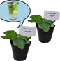 Generic Mojito Mint Plants. Live, Fragrant, Fresh, Edible. Easy Grow. Indoor/Outdoor. (2 mohito Mint Cups)