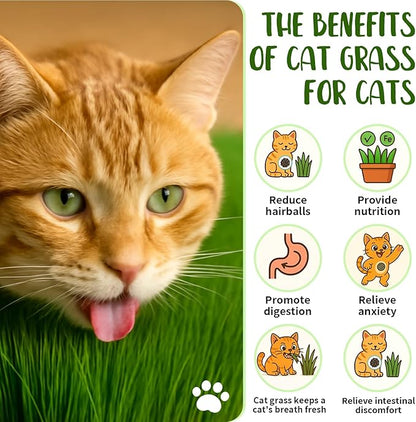 18oz Cat Grass Seeds Bulk - Over 14000+ Premium Cat Grass for Indoor Cats & Pets, High Germination Rate & Easy to Grow, Non-GMO Wheat Grass Seed for Planting(510g)