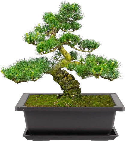 20 PCS 9 Inch Bonsai Training Pots, Rectangular Bonsai Plants Growing Pot with 20 Humidity Trays and Drainage Built-in Mesh for Garden, Yard, Office, Porch, Balcony, Home Decoration