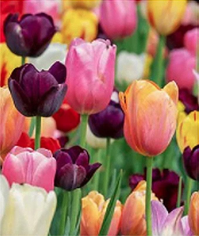 5 Kingsblood Tulip Bulbs – Top Size – Striking Red Blooms – Large Flowering Perennial Tulips for Spring Gardens – Easy to Grow & Hardy – Ideal for Landscaping & Cut Flowers