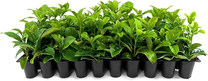 Viburnum Odoratissimum | 40 Live Plants | Viburnum odoratissimum | Fast Growing Privacy Hedge | Evergreen Screening Shrub