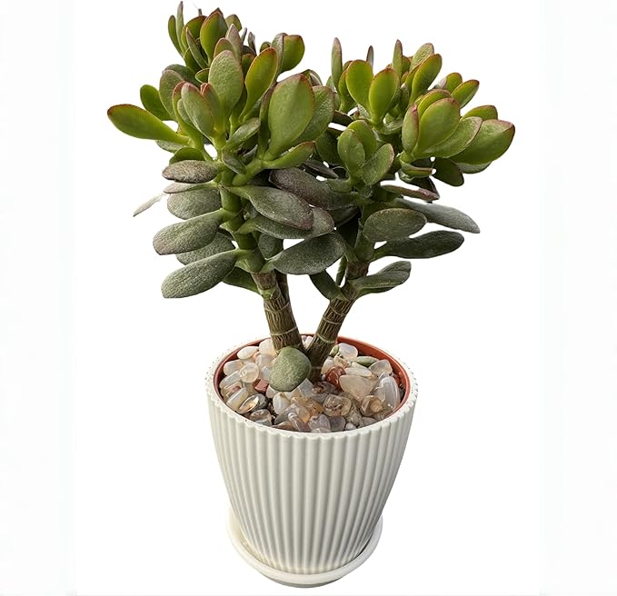 Dwarf Jade with White Stripe Pot, Live Crassula Ovata Crosby's Compact, Rare Cute Succulent Plant in 4" Planter, Home Office Décor