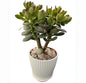 Dwarf Jade with White Stripe Pot, Live Crassula Ovata Crosby's Compact, Rare Cute Succulent Plant in 4" Planter, Home Office Décor