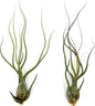 ragnaroc Live Air Plants - Tillandsia Butzii, Jumbo 7-9" - 2ct - Live Arrival Guaranteed - House Plants for Home Decor & Gift