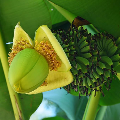 Tiny Banana Tree Live Plant, Cold Hardy Banana Plant Live, Tropical Banana Fruit Seedling, Well Rooted 4-8 Inch Tall