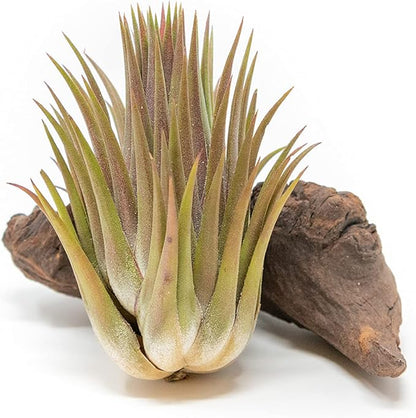 5 Pack Jumbo Air Plant Ionantha Guatemala 'Macho' - Live Tillandsia Succulent House Plants - Available in Wholesale and Bulk - Home and Garden Decor - Easy Care Indoor/Outdoor Air Plants