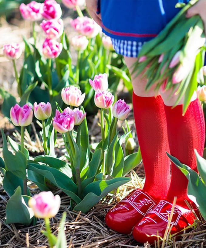 Showgirl Pink Tulip Bulbs – Gardener’s Favorite Spring Flowers | 10 Premium Perennial Bulbs for Vibrant Pink Blooms | Easy to Grow | Attracts Bees & Butterflies | Zones 3–8 | Great Gift (10 Bulbs)