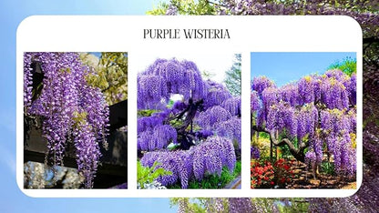 Wisteria Live Plant Seedling Tree in Pot, Dormant, Well-Rooted, 6-12" in Tall, Cold Hardy, Purple Blue Wistera