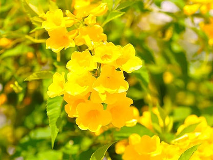 Greenwood Nursery: Live Perennial Plants - Yellow Trumpet Creeper Vine + Campsis Radicans - [Qty: 2X 3.5 Pots] - (Click for Other Available Plants/Quantities)