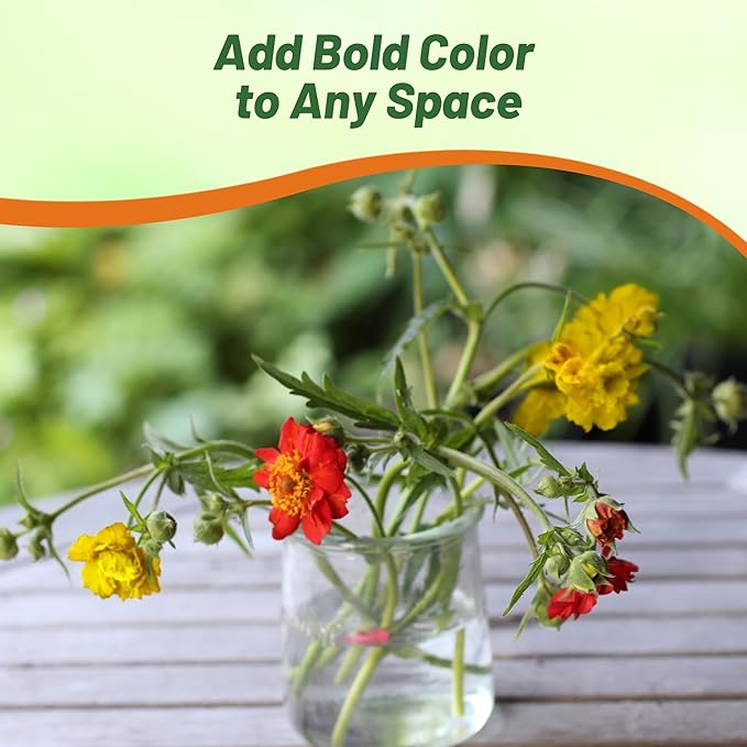 Outsidepride Sunbeam Geum Seeds - 20 Pcs Easy to Grow Perennial Flower Seeds for Planting with Vibrant Blooms Attractive to Pollinators, for Cut Flower Arrangements, Borders, & Flower Beds