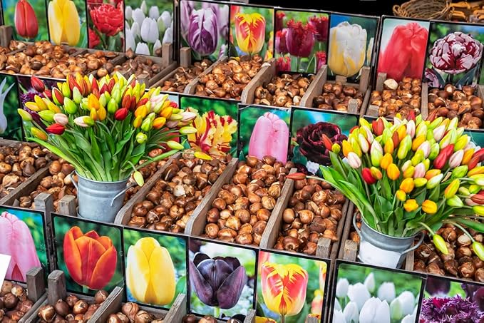 5 Pink Vision Parrot Tulip Bulbs – Stunning Pink Blooms with Fringed Petals – Unique Parrot Tulips for Spring Gardens – Hardy & Easy to Grow Perennial Tulips