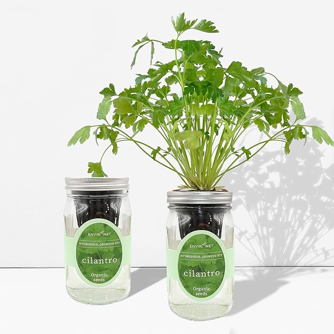 Hydroponic Herb Growing Kit, Self-Watering Mason Jar Window Herb Garden Starter Kit Indoor, Grow Your Own Herbs from Organic Seeds (Cilantro)