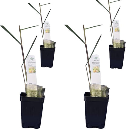 Lemongrass - Cymbopogon citratus. Live Plant. Fragrant, Fresh, Edible. Easy Grow. Indoor/Outdoor. (4 Lemongrass in Cup)