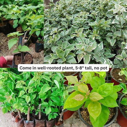 2 Bougainvillea Plants Live, Trailing Flowering Vines, 5-9” Tall, Well-Rooted Bougainvillea Trees for Outdoor Garden or Patio (Blue Ice Bougainvillea)
