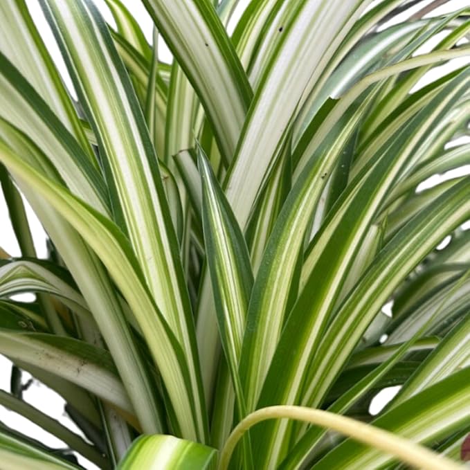 Organic Spider Plant, (Chlorophytum comosum Reverse variegatum) 2.5-inch Pot - aka - Spider Ivy - Hen and Chickens - Ribbon Plant - House Plant