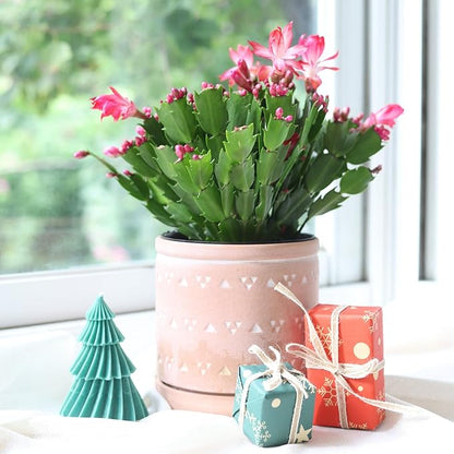 Christmas Cactus Thanksgiving Cactus (2 inch + Plastic Pot) - Red/Pink/White Zygocactus - Holiday Decorating with Cacti and Succulents - Christmas Gift Ideas 2025