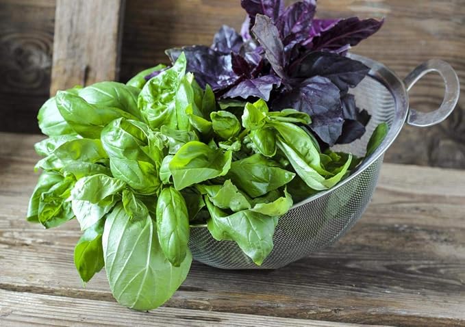 Basil Seed Mix Herb Garden Seeds for Planting 500+ Seeds