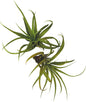 ragnaroc Air Plants - Tillandsia Capitata (Peach), Large 5-7” - 2 ct - Live Arrival Guaranteed - House Plants for Home Decor & Gift