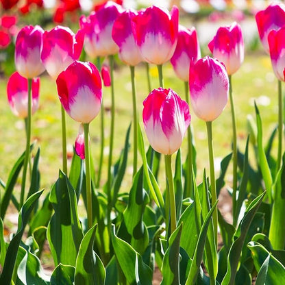 Showgirl Pink Tulip Bulbs – Gardener’s Favorite Spring Flowers | 10 Premium Perennial Bulbs for Vibrant Pink Blooms | Easy to Grow | Attracts Bees & Butterflies | Zones 3–8 | Great Gift (10 Bulbs)
