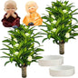 Brazilian Lucky Wood Plant, Brazilian Wood with Energy Crystals, Low-Light Office, Bedroom Decor, Home Good Luck Decor (Yellow+Purple)