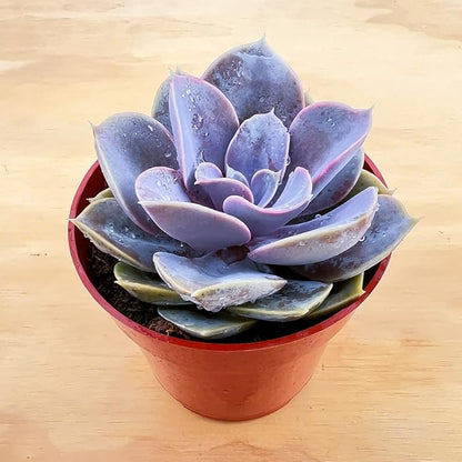 Sprout N Green Echeveria 'Perle von Nürnberg', Live Succulent Fully Rooted in 4 inch Nursery Planter Pots, House Plant for Home Office Wedding Decoration DIY Projects Party Favor