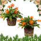 2 Orange Christmas Cactus Plants, Thanksgiving Cactus 3-6 Inch Tall, Winter Succulents Flowers Container Hanging Basket Indoor Outdoor Planting