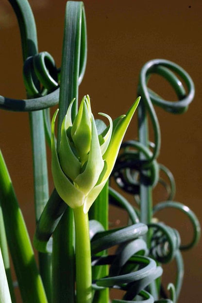 Rare Frizzle Sizzle Plant - Albuca spiralis - 2 Bulbs - Succulent House Plant
