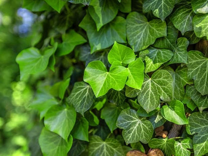 English Ivy Tree - 5 Live Plants in 4 Inch Pots - Hedera Helix - Florist Quality - Stylish Air Purifying Topiary Houseplant Vine