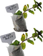 Yerba Buena Plants. Live, Fragrant, Fresh, Edible. Easy Grow. Indoor/Outdoor. (2 Yerba Mint sacs)