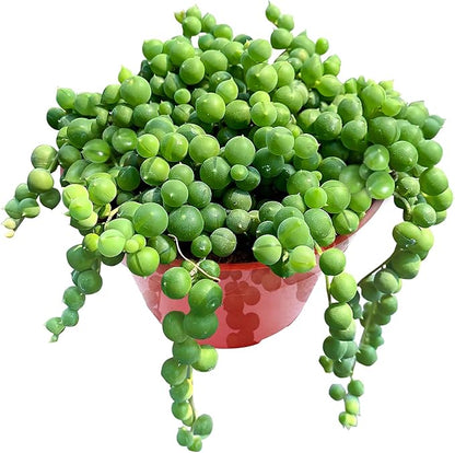 4" String of Pearls, Live Trailing Succulent Fully Rooted in Pots with Soil Mix, Rare House Plant for Home Office Wedding Hanging Decoration, DIY Projects, Party Favor