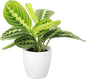 Thorsen's Greenhouse Lemon Lime Prayer Plant, Live Indoor Plant, Pet Friendly, Attractive Houseplant, Lemon Maranta, Natural Air Purifier, Easy to Grow, 4" Diameter Pot (White)