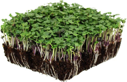 Bulk Salad Mix Microgreens Seeds – 1 LB – Non-GMO Blend of Broccoli, Kale, Kohlrabi, Cabbage & Arugula – High-Germination for Indoor Micro Greens, Hydroponic Growing & Home Gardening